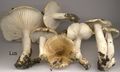 Hygrophorus arbustivus